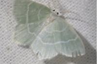 Jodis lactearia