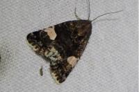Tyta luctuosa