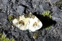Ligdia adustata