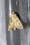 Agrotis exclamationis exclamationis