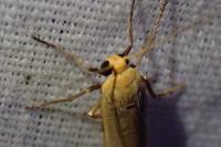 Indalia pygmaeola pallifrons