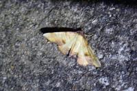 Plagodis dolabraria