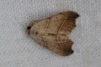 Laspeyria flexula