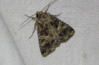 Hadena bicruris