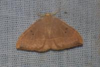 Watsonalla binaria