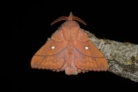 Odonestis pruni