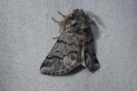 Thaumetopoea pityocampa