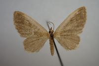 Euchoeca nebulata