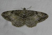 Alcis repandata
