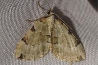 Colostygia pectinataria