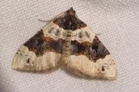 Cosmorhoe ocellata