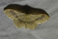 Idaea aversata