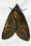 Chesias isabella