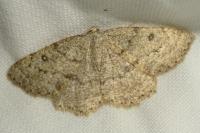Yezognophos serotinaria dognini