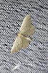 Philereme vetulata