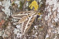 Hyles livornica