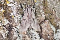 Hyloicus pinastri/maurorum