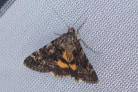 Catocala nymphagoga