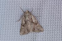 Chloantha hyperici