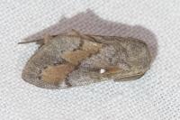 Dendrolimus pini pini