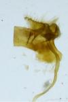 Catoptria permutatellus