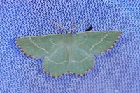 Thalera fimbrialis