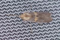 Oxybia transversella