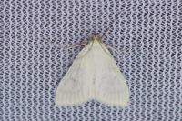 Sitochroa palealis