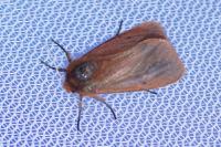 Phragmatobia fuliginosa