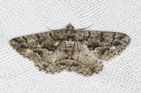 Peribatodes ilicaria ilicaria