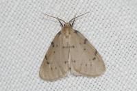 Paidia rica