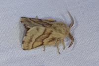 Malacosoma castrense