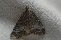 Evergestis sophialis