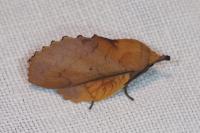 Gastropacha quercifolia