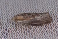 Galleria mellonella