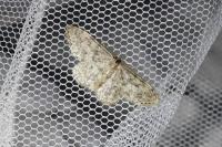 Idaea alyssumata/typicata