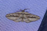 Ecleora solieraria