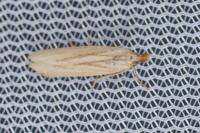 Hypsotropa gallohispanicella