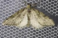 Tephronia sepiaria