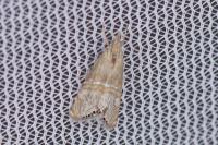 Euchromius bella