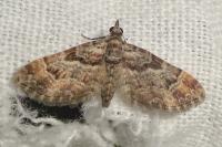 Gymnoscelis rufifasciata