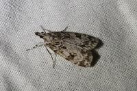 Scoparia ambigualis/basistrigalis