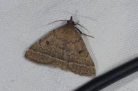 Zanclognatha zelleralis