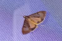 Uresiphita gilvata