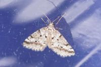 Eumannia oranaria