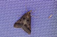 Stemmatophora brunnealis