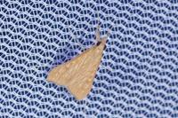 Antigastra catalaunalis