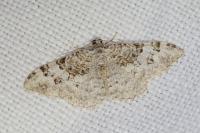 Catarhoe putridaria