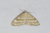Idaea circuitaria