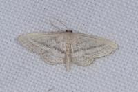 Idaea mediaria